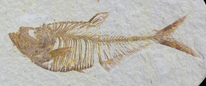 Detailed, Diplomystus Fossil Fish - Wyoming #79064
